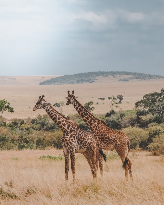 Sustainable Safari Travel Practices: A Friendly Guide