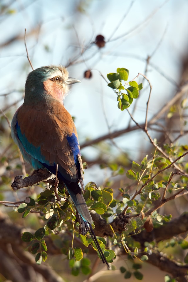 Top Birding Spots on Safari: Where to Find the Best Avian Wildlife