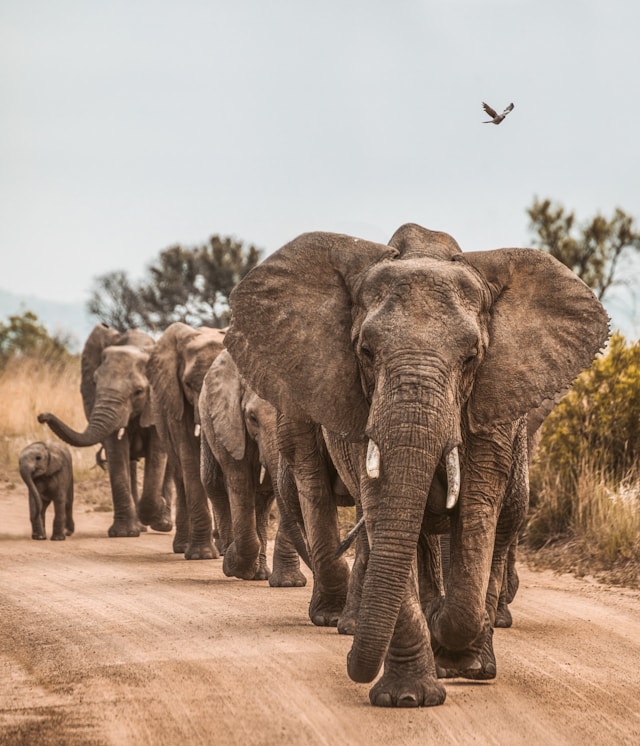 Close Encounters with African Elephants: A Guide to Safe and Enjoyable Wildlife Viewing