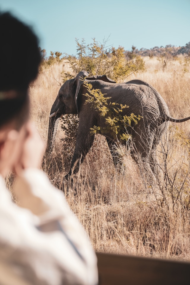 close encounters with African elephants 03